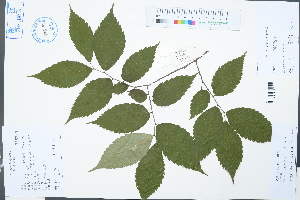  ( - Ge03076)  @11 [ ] CreativeCommons  Attribution Non-Commercial Share-Alike  Unspecified Herbarium of South China Botanical Garden