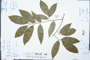  ( - Ge03080)  @11 [ ] CreativeCommons  Attribution Non-Commercial Share-Alike  Unspecified Herbarium of South China Botanical Garden