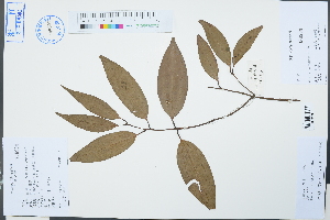  (Cinnamomum subavenium - Ge03085)  @11 [ ] CreativeCommons  Attribution Non-Commercial Share-Alike  Unspecified Herbarium of South China Botanical Garden