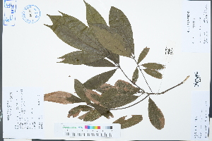  ( - Ge03089)  @11 [ ] CreativeCommons  Attribution Non-Commercial Share-Alike  Unspecified Herbarium of South China Botanical Garden