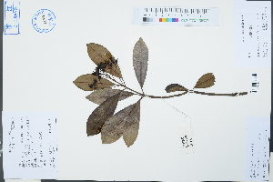  ( - Ge03091)  @11 [ ] CreativeCommons  Attribution Non-Commercial Share-Alike  Unspecified Herbarium of South China Botanical Garden