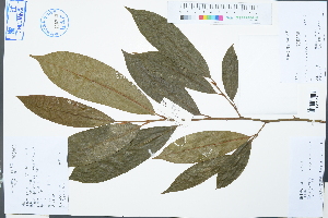  (Michelia wilsonii subsp. szechuanica - Ge03092)  @11 [ ] CreativeCommons  Attribution Non-Commercial Share-Alike  Unspecified Herbarium of South China Botanical Garden