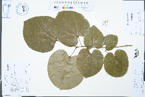  (Cercis racemosa - Ge03099)  @11 [ ] CreativeCommons  Attribution Non-Commercial Share-Alike  Unspecified Herbarium of South China Botanical Garden