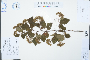  ( - Ge03100)  @11 [ ] CreativeCommons  Attribution Non-Commercial Share-Alike  Unspecified Herbarium of South China Botanical Garden