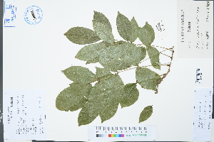  ( - Ge03101)  @11 [ ] CreativeCommons  Attribution Non-Commercial Share-Alike  Unspecified Herbarium of South China Botanical Garden