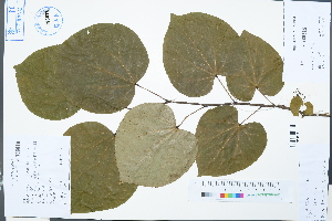  (Cercis gigantea - Ge03102)  @11 [ ] CreativeCommons  Attribution Non-Commercial Share-Alike  Unspecified Herbarium of South China Botanical Garden