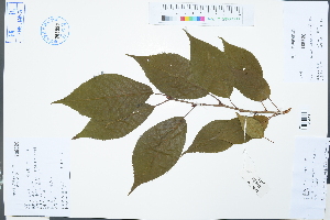  ( - Ge03103)  @11 [ ] CreativeCommons  Attribution Non-Commercial Share-Alike  Unspecified Herbarium of South China Botanical Garden