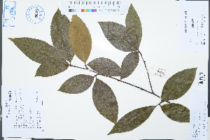  (Photinia hirsuta - Ge03105)  @11 [ ] CreativeCommons  Attribution Non-Commercial Share-Alike  Unspecified Herbarium of South China Botanical Garden