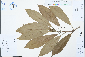  ( - Ge03111)  @11 [ ] CreativeCommons  Attribution Non-Commercial Share-Alike  Unspecified Herbarium of South China Botanical Garden