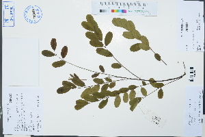  (Dalbergia assamica - Ge03116)  @11 [ ] CreativeCommons  Attribution Non-Commercial Share-Alike  Unspecified Herbarium of South China Botanical Garden
