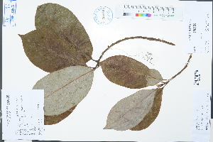  ( - Ge03118)  @11 [ ] CreativeCommons  Attribution Non-Commercial Share-Alike  Unspecified Herbarium of South China Botanical Garden