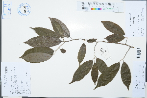  (Michelia floribunda - Ge03119)  @11 [ ] CreativeCommons  Attribution Non-Commercial Share-Alike  Unspecified Herbarium of South China Botanical Garden