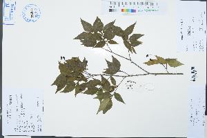  (Photinia komarovii - Ge03121)  @11 [ ] CreativeCommons  Attribution Non-Commercial Share-Alike  Unspecified Herbarium of South China Botanical Garden