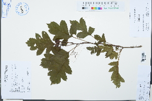  (Crataegus pinnatifida - Ge03122)  @11 [ ] CreativeCommons  Attribution Non-Commercial Share-Alike  Unspecified Herbarium of South China Botanical Garden