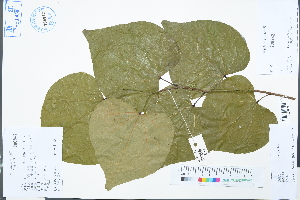  (Cercis chingii - Ge04546)  @11 [ ] CreativeCommons  Attribution Non-Commercial Share-Alike  Unspecified Herbarium of South China Botanical Garden