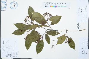  (Photinia schneideriana - Ge03125)  @11 [ ] CreativeCommons  Attribution Non-Commercial Share-Alike  Unspecified Herbarium of South China Botanical Garden