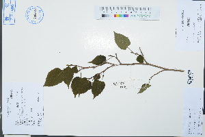 (Morus australis - Ge03126)  @11 [ ] CreativeCommons  Attribution Non-Commercial Share-Alike  Unspecified Herbarium of South China Botanical Garden