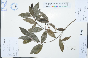  ( - Ge03127)  @11 [ ] CreativeCommons  Attribution Non-Commercial Share-Alike  Unspecified Herbarium of South China Botanical Garden