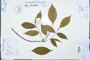  ( - Ge03133)  @11 [ ] CreativeCommons  Attribution Non-Commercial Share-Alike  Unspecified Herbarium of South China Botanical Garden