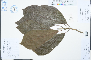  (Magnolia sprengeri - Ge03137)  @11 [ ] CreativeCommons  Attribution Non-Commercial Share-Alike  Unspecified Herbarium of South China Botanical Garden