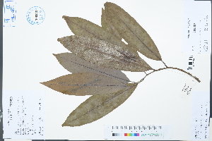  (Michelia cavaleriei - Ge03138)  @11 [ ] CreativeCommons  Attribution Non-Commercial Share-Alike  Unspecified Herbarium of South China Botanical Garden
