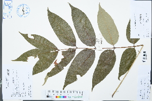  (Akaniaceae - Ge03144)  @11 [ ] CreativeCommons  Attribution Non-Commercial Share-Alike  Unspecified Herbarium of South China Botanical Garden