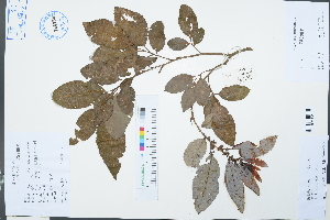  ( - Ge03145)  @11 [ ] CreativeCommons  Attribution Non-Commercial Share-Alike  Unspecified Herbarium of South China Botanical Garden