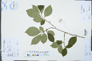  ( - Ge03153)  @11 [ ] CreativeCommons  Attribution Non-Commercial Share-Alike  Unspecified Herbarium of South China Botanical Garden