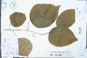  ( - Ge03160)  @11 [ ] CreativeCommons  Attribution Non-Commercial Share-Alike  Unspecified Herbarium of South China Botanical Garden