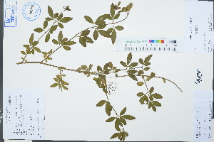  (Jasminum mesnyi - Ge03170)  @11 [ ] CreativeCommons  Attribution Non-Commercial Share-Alike  Unspecified Herbarium of South China Botanical Garden
