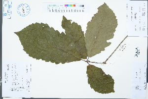  (Quercus aliena var. acuteserrata - Ge03171)  @11 [ ] CreativeCommons  Attribution Non-Commercial Share-Alike  Unspecified Herbarium of South China Botanical Garden