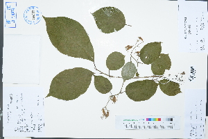  (Pterostyrax corymbosus - Ge03172)  @11 [ ] CreativeCommons  Attribution Non-Commercial Share-Alike  Unspecified Herbarium of South China Botanical Garden