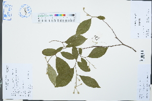  (Styrax - Ge03175)  @11 [ ] CreativeCommons  Attribution Non-Commercial Share-Alike  Unspecified Herbarium of South China Botanical Garden