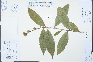  ( - Ge03184)  @11 [ ] CreativeCommons  Attribution Non-Commercial Share-Alike  Unspecified Herbarium of South China Botanical Garden