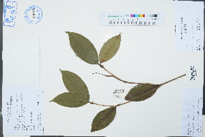  ( - Ge03193)  @11 [ ] CreativeCommons  Attribution Non-Commercial Share-Alike  Unspecified Herbarium of South China Botanical Garden