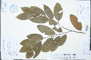  (Castanopsis fargesii - Ge03204)  @11 [ ] CreativeCommons  Attribution Non-Commercial Share-Alike  Unspecified Herbarium of South China Botanical Garden