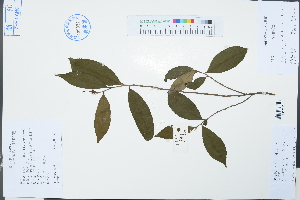  ( - Ge03208)  @11 [ ] CreativeCommons  Attribution Non-Commercial Share-Alike  Unspecified Herbarium of South China Botanical Garden