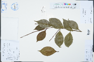  ( - Ge03217)  @11 [ ] CreativeCommons  Attribution Non-Commercial Share-Alike  Unspecified Herbarium of South China Botanical Garden