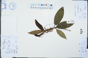  ( - Ge03220)  @11 [ ] CreativeCommons  Attribution Non-Commercial Share-Alike  Unspecified Herbarium of South China Botanical Garden