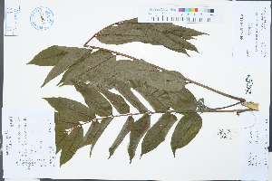  (Zanthoxylum ailanthoides - Ge03233)  @11 [ ] CreativeCommons  Attribution Non-Commercial Share-Alike  Unspecified Herbarium of South China Botanical Garden