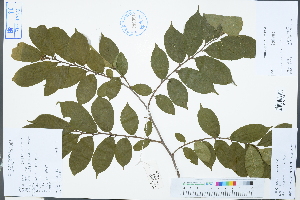  ( - Ge03236)  @11 [ ] CreativeCommons  Attribution Non-Commercial Share-Alike  Unspecified Herbarium of South China Botanical Garden
