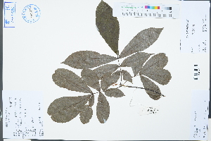  ( - Ge03238)  @11 [ ] CreativeCommons  Attribution Non-Commercial Share-Alike  Unspecified Herbarium of South China Botanical Garden