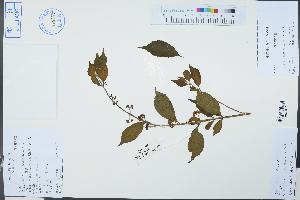  (Callicarpa dichotoma - Ge03240)  @11 [ ] CreativeCommons  Attribution Non-Commercial Share-Alike  Unspecified Herbarium of South China Botanical Garden