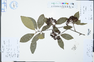  (Photinia beauverdiana var. notabilis - Ge03245)  @11 [ ] CreativeCommons  Attribution Non-Commercial Share-Alike  Unspecified Herbarium of South China Botanical Garden
