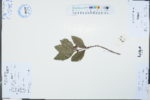  ( - Ge03249)  @11 [ ] CreativeCommons  Attribution Non-Commercial Share-Alike  Unspecified Herbarium of South China Botanical Garden