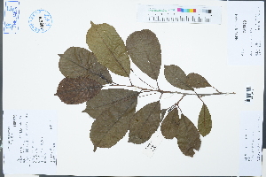  ( - Ge03250)  @11 [ ] CreativeCommons  Attribution Non-Commercial Share-Alike  Unspecified Herbarium of South China Botanical Garden