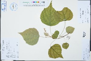  ( - Ge03251)  @11 [ ] CreativeCommons  Attribution Non-Commercial Share-Alike  Unspecified Herbarium of South China Botanical Garden