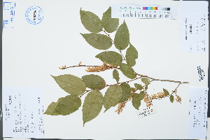  (Lyonia - Ge03254)  @11 [ ] CreativeCommons  Attribution Non-Commercial Share-Alike  Unspecified Herbarium of South China Botanical Garden