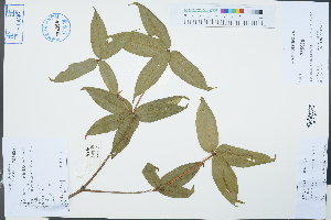  ( - Ge03258)  @11 [ ] CreativeCommons  Attribution Non-Commercial Share-Alike  Unspecified Herbarium of South China Botanical Garden