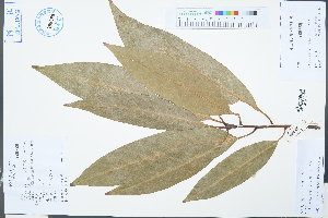  (Lithocarpus harlandii - Ge03259)  @11 [ ] CreativeCommons  Attribution Non-Commercial Share-Alike  Unspecified Herbarium of South China Botanical Garden